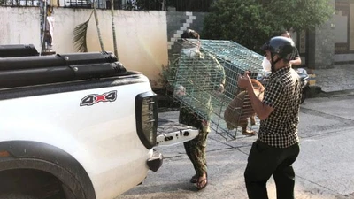 Phường đầu tiên ở TP.HCM có đội bắt chó thả rông