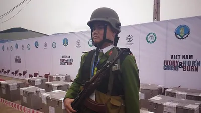 Lần đầu tiên Việt Nam tiêu hủy hơn 2.000 kg ngà voi