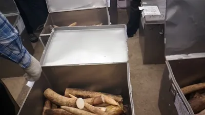 Phó Thủ tướng chỉ đạo điều tra vụ cán bộ tráo ngà voi