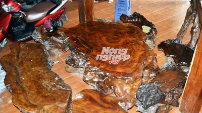 Săn báu vật gù hương trên núi Mào Gà