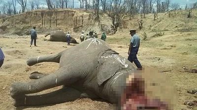 Ớn lạnh, nhân viên sở thú chặt đầu voi vì chê lương thấp