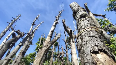 Nhiều cây xanh ở tỉnh Gia Lai bị chết sau khi di dời để làm đường