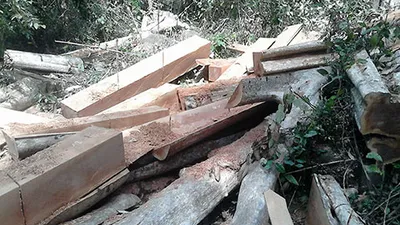 Lâm tặc tàn sát rừng phòng hộ Sông Lũy