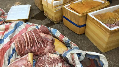 Nửa tấn thịt thối trên xe tải