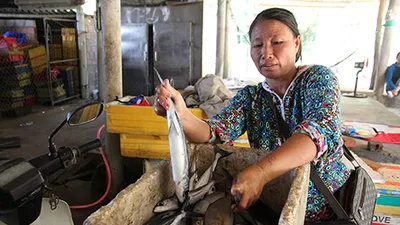 Cá nục nhiễm phenol, mỗi ‘ông’ nói một kiểu?