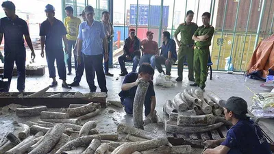 Phát hiện gần 1 tấn ngà voi tại cảng Cát Lái