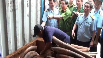 Những chiêu giấu ngà voi ‘bịt mắt’ máy soi