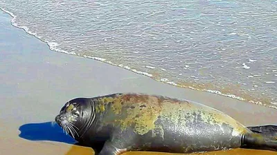 Cái chết của hải cẩu