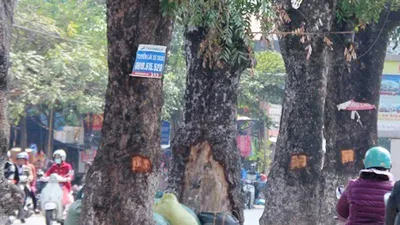 Lột vỏ cây xanh đường phố, ai xử phạt?