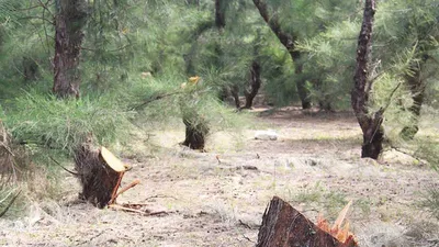 HTX cho người phá rừng phòng hộ, dân vây đưa về xã 