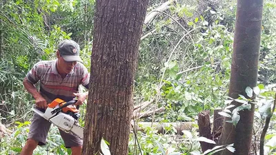 Xóa hàng trăm hecta rừng để… nuôi bò