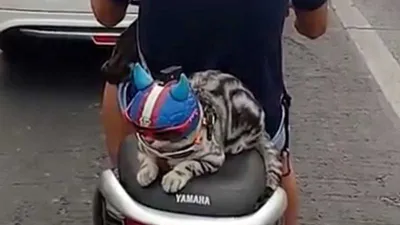 Chú mèo đội mũ bảo hiểm khi đi xe máy 