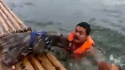 Clip: 2 chú chó hợp sức cứu chủ đang đuối nước