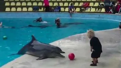 Clip: Cá heo đùa nghịch, chơi bóng cùng bé trai