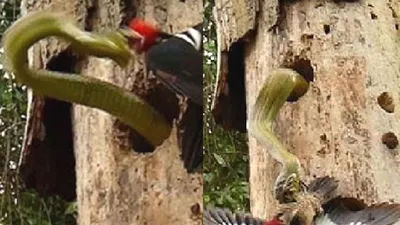 Clip: Cuộc chiến không cân sức giữa chim gõ kiến và rắn