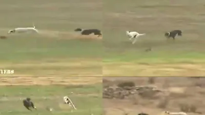 Clip: Thỏ con thoát khỏi cuộc truy đuổi của 2 chú chó 