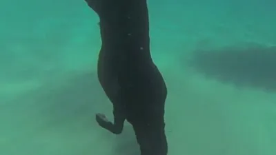 Chú chó có khả năng lặn biển, bắt tôm hùm