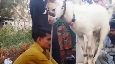 Clip: Dê 'làm xiếc', đứng 4 chân trên gậy