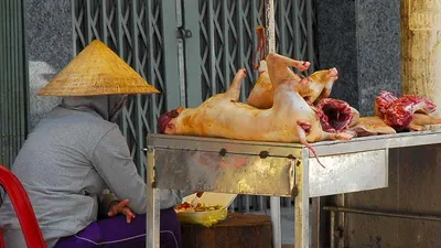 Chó xà mâu, chó trúng bả thành thịt ngon!