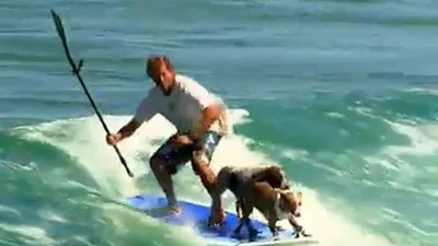 2 chú chó lướt sóng điêu luyện cùng chủ