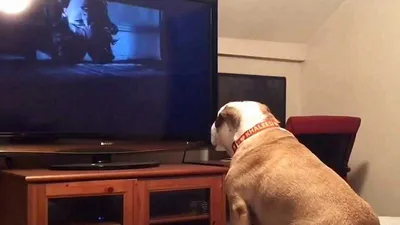 Chú chó 'mê' xem phim ma