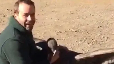 Chim ưng bay về thăm ân nhân cứu mạng lúc nhỏ