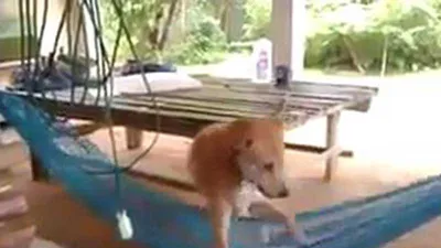 Chú chó thích... nằm võng