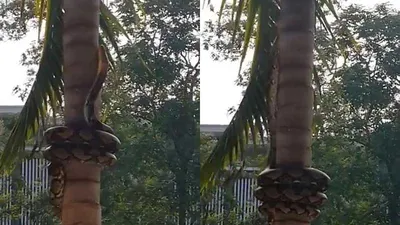 Trăn bò lên cây dừa có một không hai