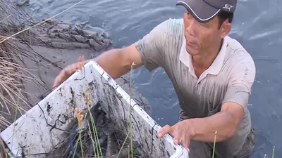 Phong trào nuôi tôm càng xanh lan đến Cà Mau