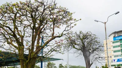 Video: Ngắm cây mai cổ thụ tiền tỉ tại Hội hoa xuân 