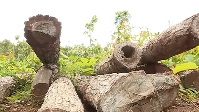 Video: Khám nghiệm hiện trường, điều tra vụ khai thác gỗ trái phép ở Đắk Lắk