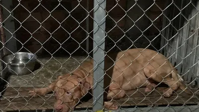 Video: Bà cụ 82 tuổi bị chó pitbull cắn chết tại chỗ