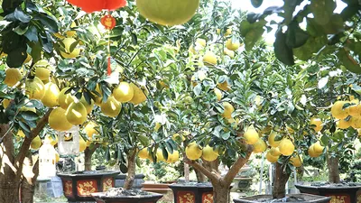 TP.HCM: Bưởi Diễn giá hàng chục triệu xuống phố chào Tết