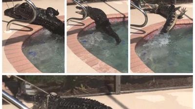 Hoảng hồn 'cá sấu lên bờ', chui vào hồ bơi 