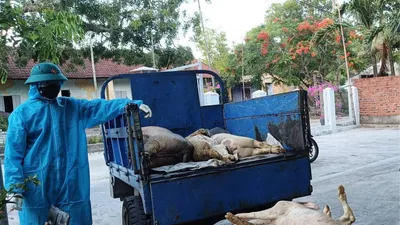 1 phường ở Đà Nẵng bùng phát dịch tả heo châu Phi
