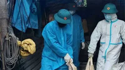 TP Đà Nẵng, Quảng Ngãi đưa cán bộ thú y về xã chống Dịch tả lợn Châu Phi