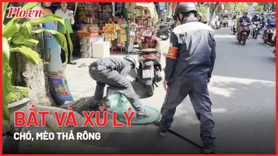 Video: Tổ bắt và xử lý chó, mèo thả rông đầu tiên ở Đà Nẵng
