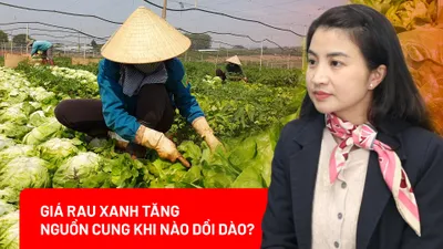 Giá rau xanh tăng ‘chóng mặt’, nguồn cung từ Lâm Đồng khi nào dồi dào trở lại? 