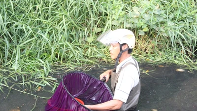 Mưu sinh bằng nghề vớt lăng quăng giữa dòng kênh “chết”