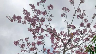 Đi chậm lại, nhìn kèn hồng đang trỗi hòa tấu 