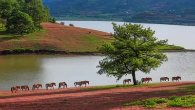 Chiêm ngưỡng mùa cỏ hồng đẹp như tranh vẽ ở Đà Lạt