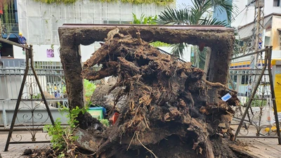 Cây xanh bật gốc ở trường Trần Văn Ơn được kiểm tra cuối tháng 2