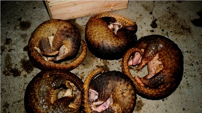 Ô tô chở 118 con tê tê đâm nát 2 xe máy khi chạy trốn