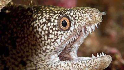 Quân y tàu Hải quân cấp cứu ngư dân bị cá chình cắn trên biển 