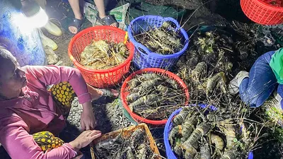 Tôm hùm xanh chết đột ngột hàng loạt ở Phú Yên