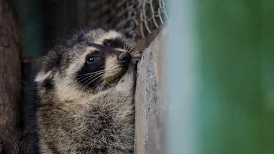 Chú gấu mèo 'vượt biên' sang Việt Nam sẽ vào Thảo Cầm Viên