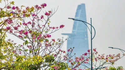 Sài Gòn - mùa kèn hồng lại đến