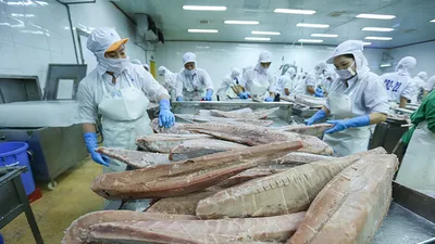 Cá ngừ Việt Nam cán đích 1 tỉ USD, vươn ra 99 thị trường quốc tế