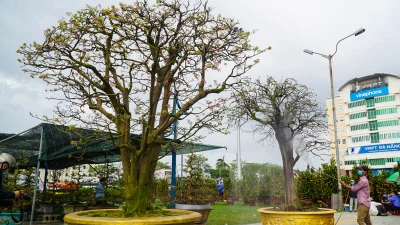  Đà Nẵng: 'Cụ' mai 100 tuổi năm nào cũng xuống núi biểu diễn