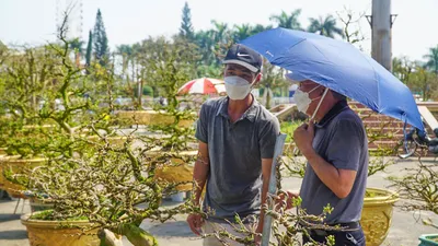 Chợ hoa Tết Đà Nẵng hút khách mua